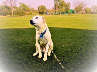 Animal Care and Shelter - Blessing Foundation